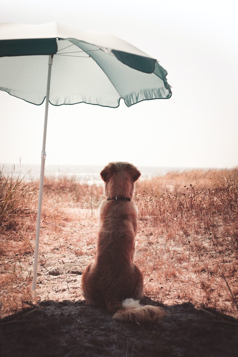rauner kurzhaariger Hund tagsüber unter blau-weißem Regenschirm